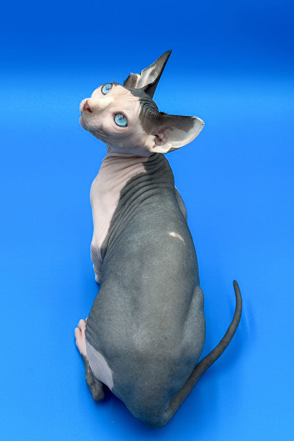 Hendrix | Sphynx Kitten