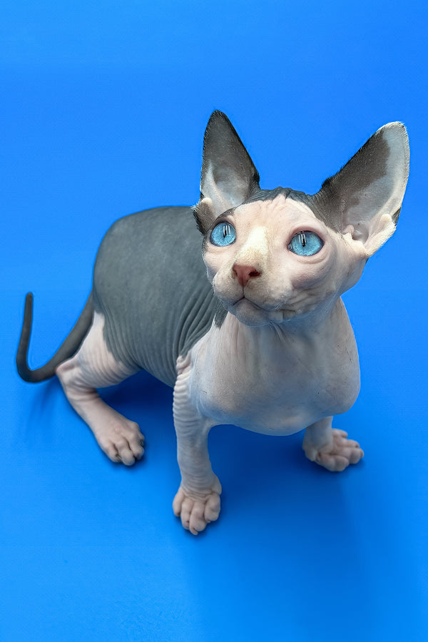Hendrix | Sphynx Kitten