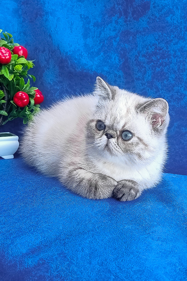 Fluffy silver and white exotic shorthair kitten with striking blue eyes in henks exotic shorthair kitten product image