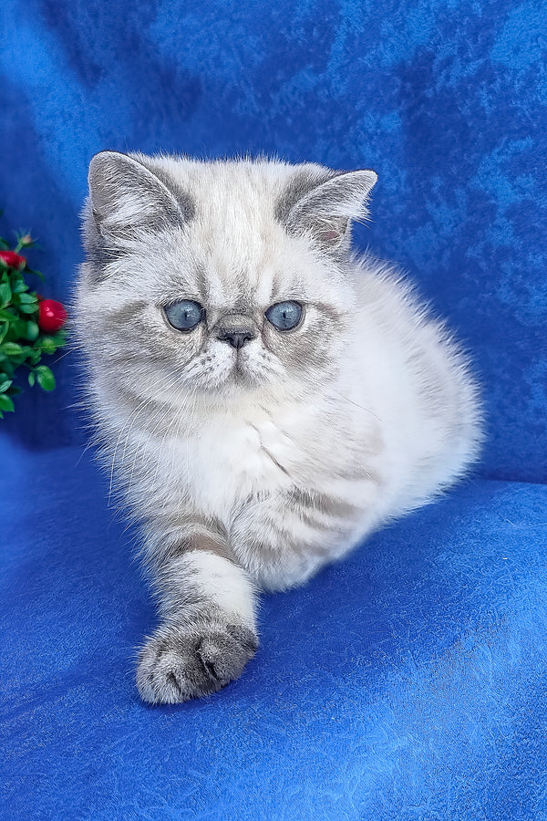A fluffy silver-gray exotic shorthair kitten with striking blue eyes sitting on a vibrant blue surface
