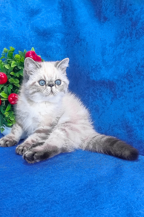 A fluffy silver exotic shorthair kitten with striking blue eyes and a soft plush coat named henk
