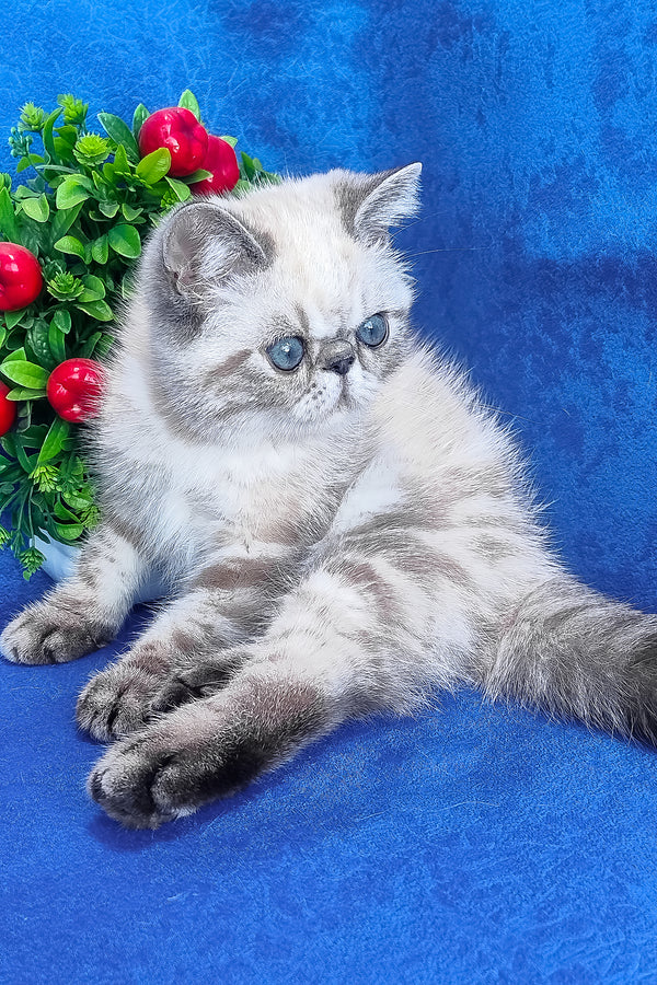 A fluffy silver and gray exotic shorthair kitten with striking blue eyes lounges on a vibrant blue surface