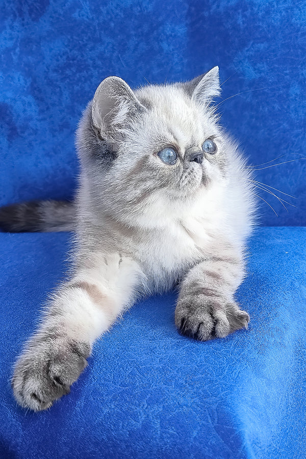 A fluffy silver-gray exotic shorthair kitten with striking blue eyes and a soft plush coat named Henk