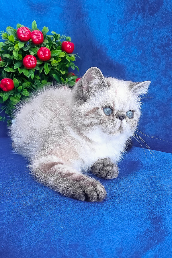 A fluffy silver and white exotic shorthair kitten with striking blue eyes in the henk exotic shorthair kitten product