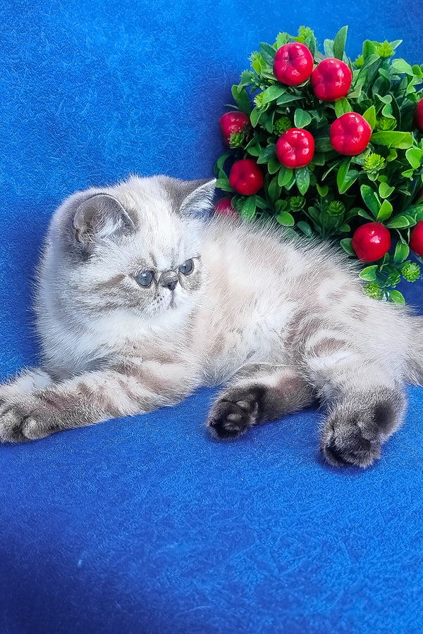 Henk exotic shorthair kitten with fluffy light gray and white fur and dark eyes lying on a vibrant blue surface