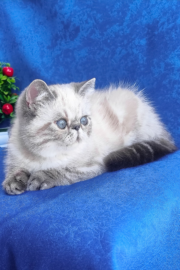 A fluffy silver and gray exotic shorthair kitten with blue eyes resting on a vibrant blue surface