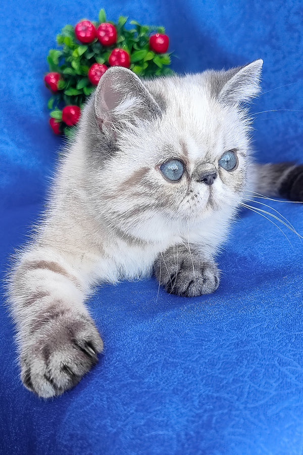 A fluffy silver exotic shorthair kitten with striking blue eyes and a soft plush coat sitting calmly