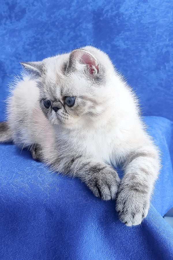 Fluffy silver and gray persian kitten with soft long fur and round face featured as exotic shorthair kitten henks model
