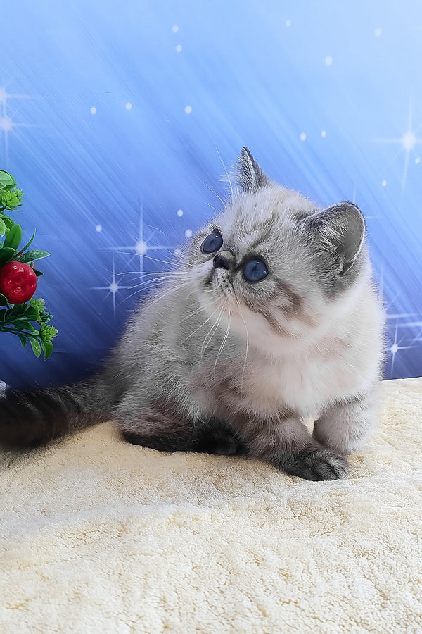 A fluffy silver-gray exotic shorthair kitten with striking blue eyes sitting on a soft cream-colored surface