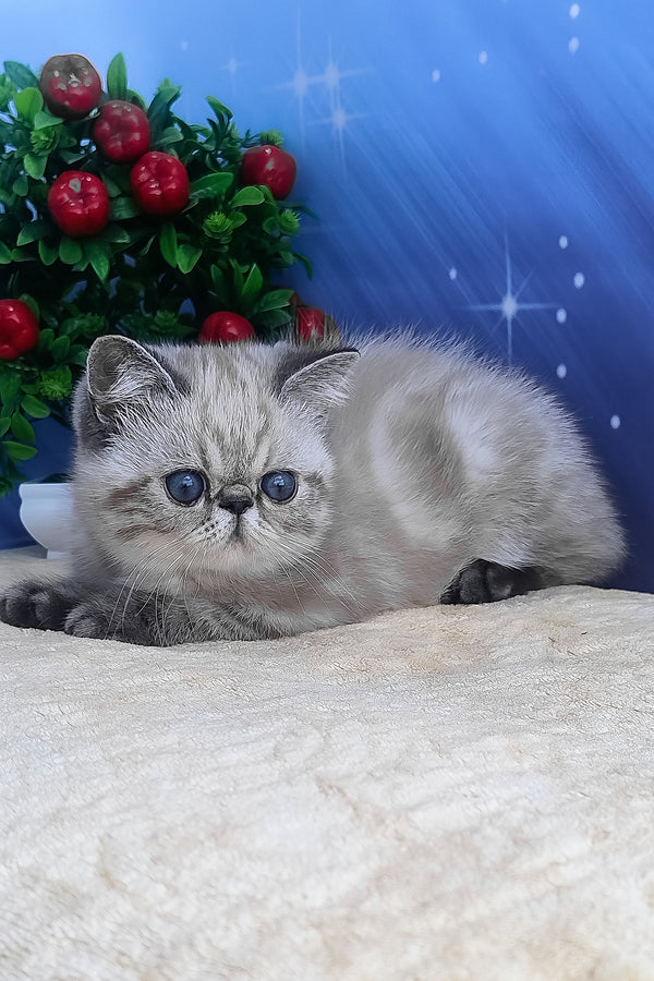 A fluffy silver-gray exotic shorthair kitten with blue eyes lying on a soft beige surface like henks exotic shorthair kitten