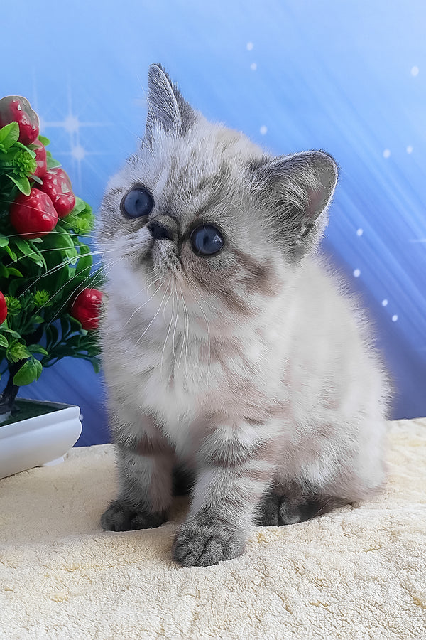A fluffy silver-gray exotic shorthair kitten with striking blue eyes sitting attentively and looking plush