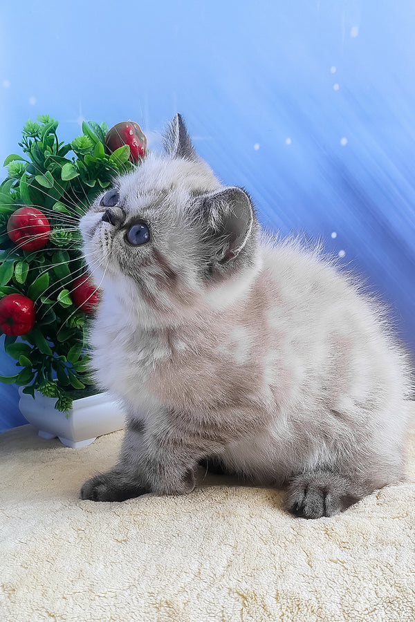 A fluffy gray exotic shorthair kitten with striking blue eyes sitting attentively with soft plush fur
