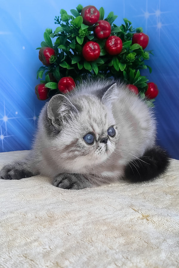 Fluffy silver and gray exotic shorthair kitten with striking blue eyes featured in henk exotic shorthair kitten product
