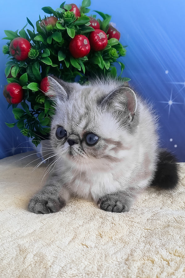 A fluffy silver-gray exotic shorthair kitten with blue eyes and dark-tipped tail resting on cream surface