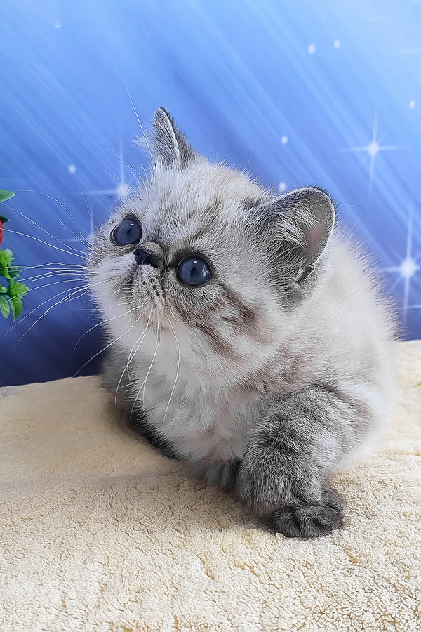 A fluffy gray and white exotic shorthair kitten with striking blue eyes sits on a soft textured surface