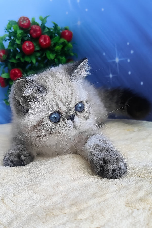 A fluffy silver exotic shorthair kitten with striking blue eyes and a soft plush coat perfect as a shorthair kitten pet