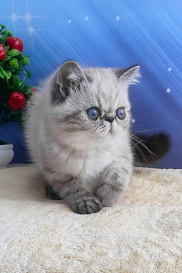 Fluffy silver-gray exotic shorthair kitten henks with striking blue eyes and soft plush coat closeup