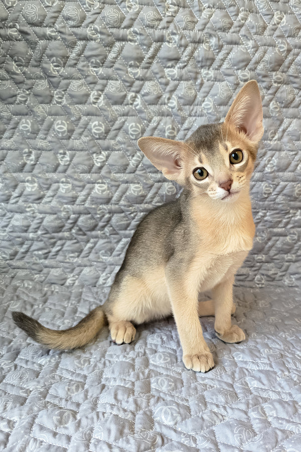 Henry | Abyssinian Kitten