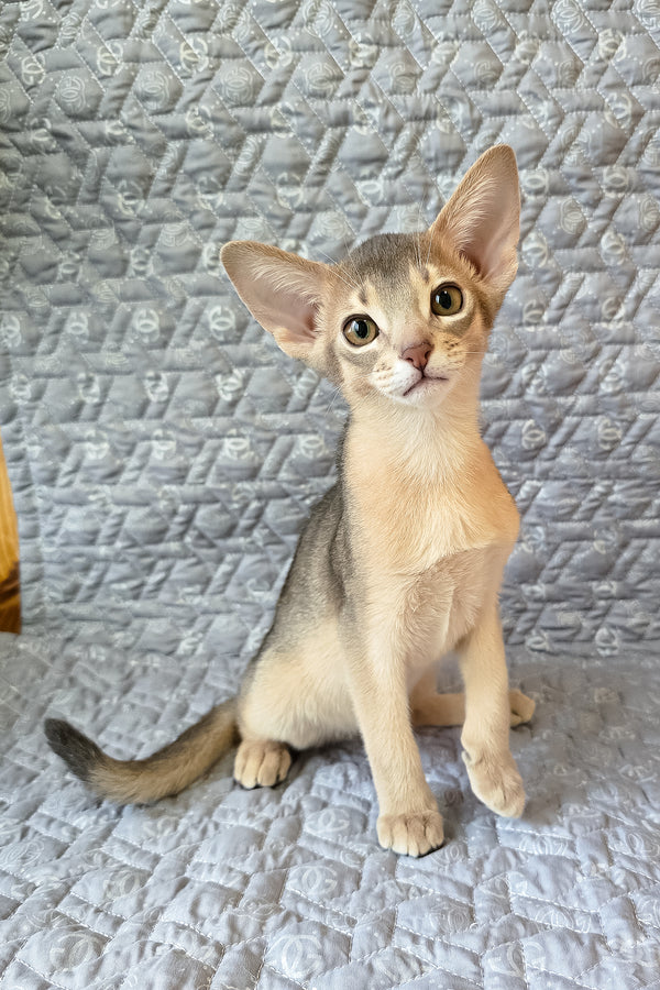 Henry | Abyssinian Kitten