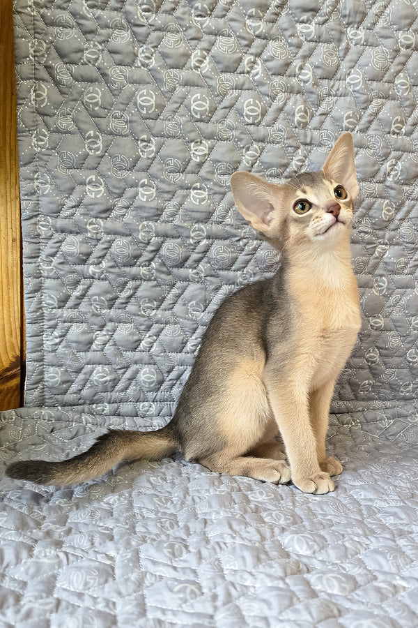 Henry | Abyssinian Kitten