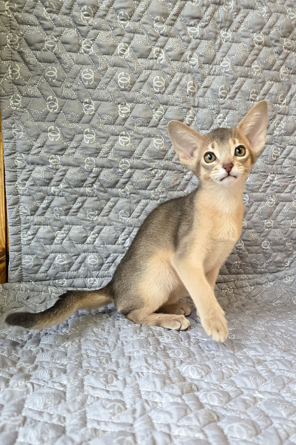 Henry | Abyssinian Kitten