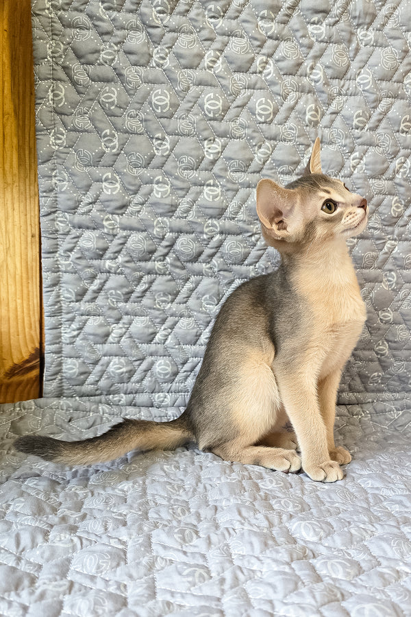 Henry | Abyssinian Kitten