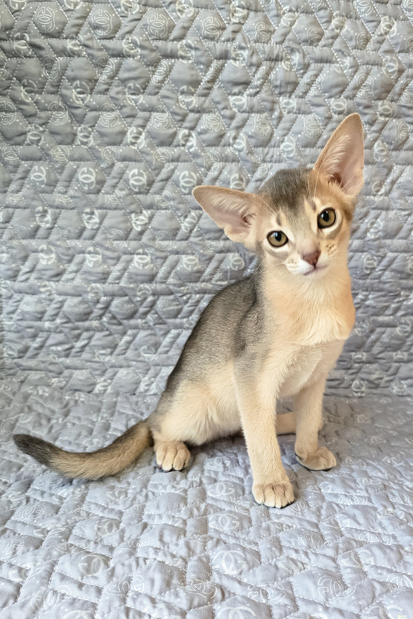 Henry | Abyssinian Kitten