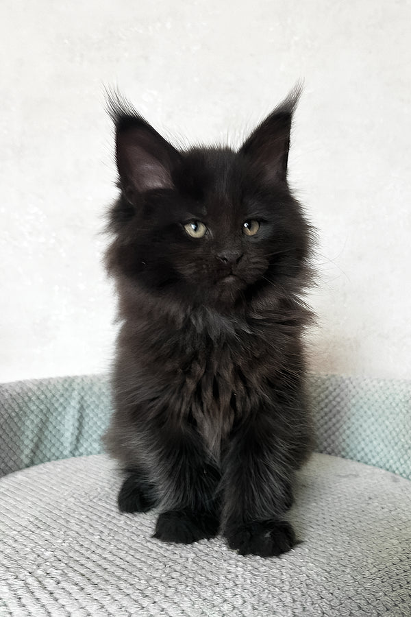 Henry | Maine Coon Kitten