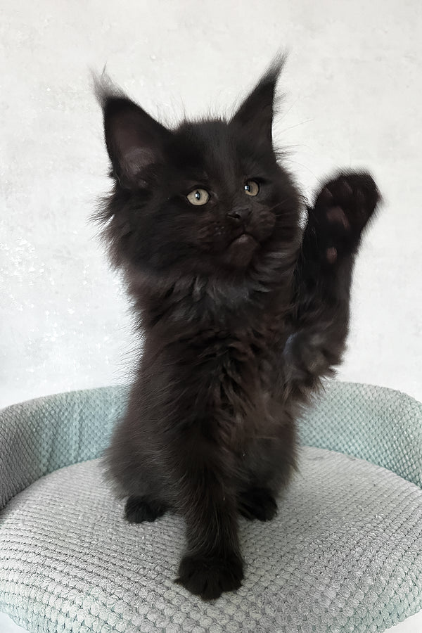 Henry | Maine Coon Kitten