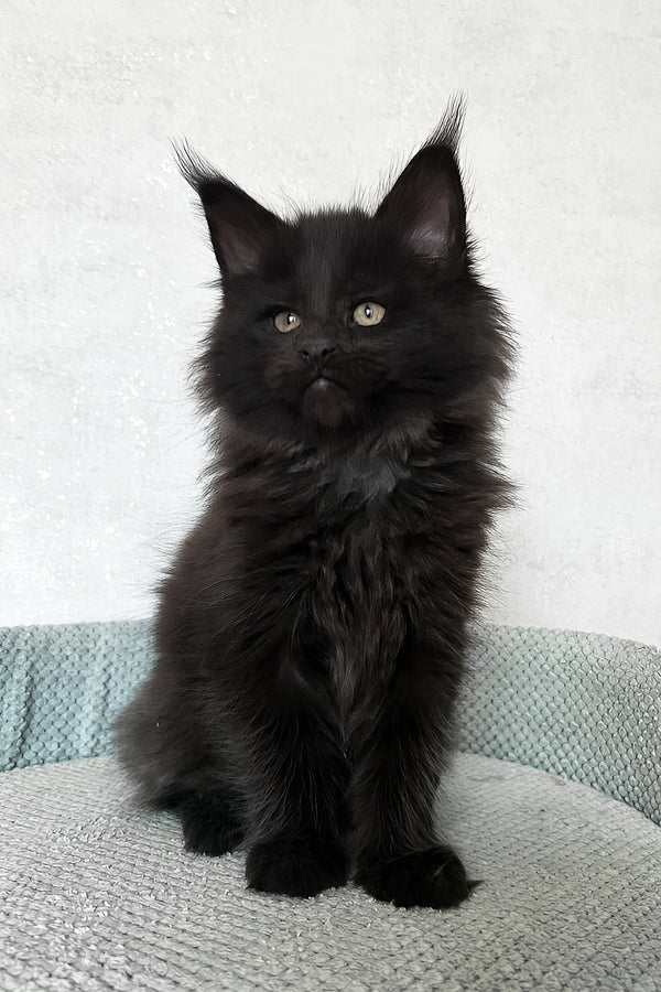 Henry | Maine Coon Kitten