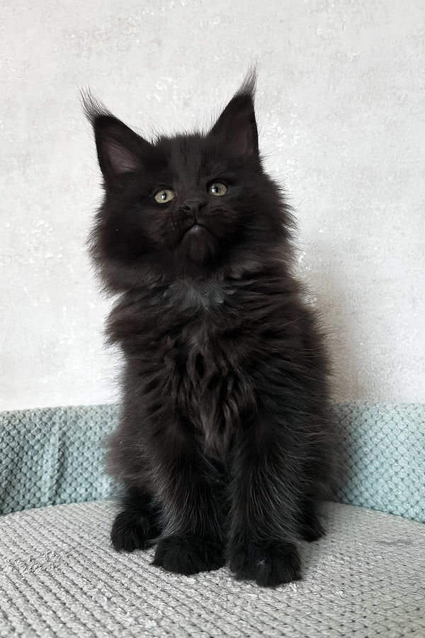 Henry | Maine Coon Kitten