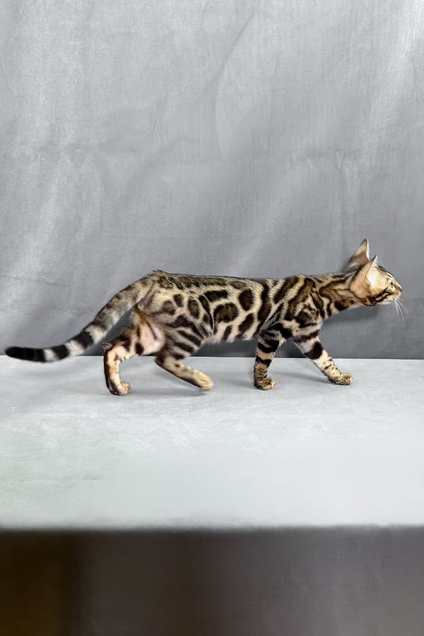 Henry | Bengal Kitten