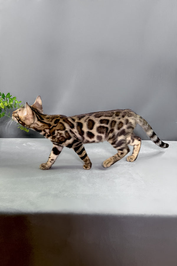 Henry | Bengal Kitten