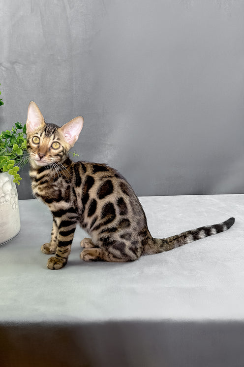 Henry | Bengal Kitten