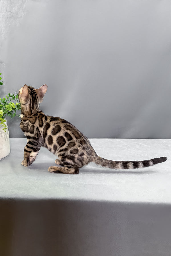 Henry | Bengal Kitten