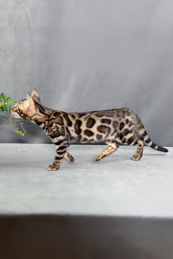 Henry | Bengal Kitten