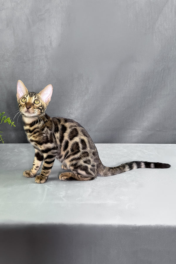 Henry | Bengal Kitten