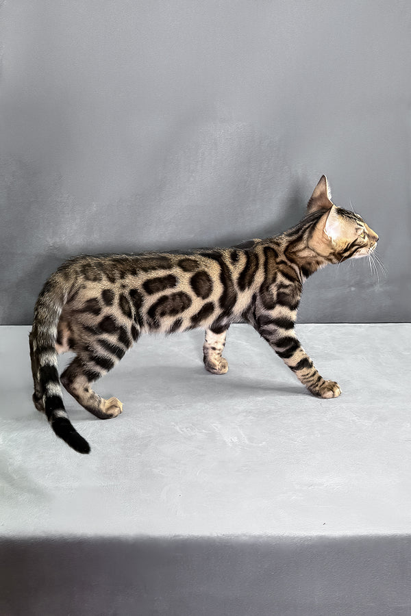 Henry | Bengal Kitten