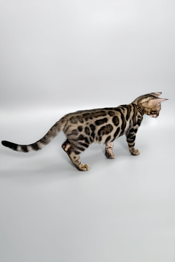 Henry | Bengal Kitten