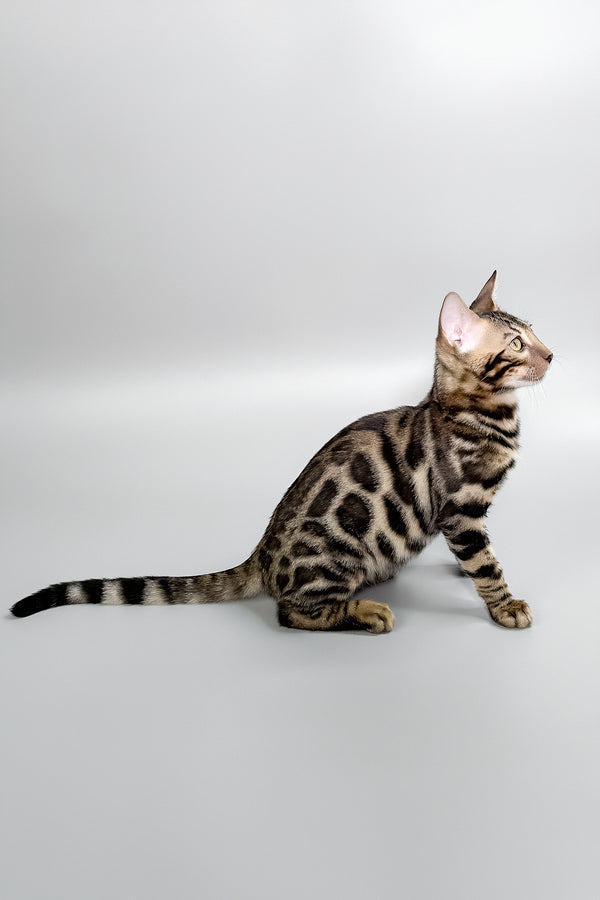 Henry | Bengal Kitten