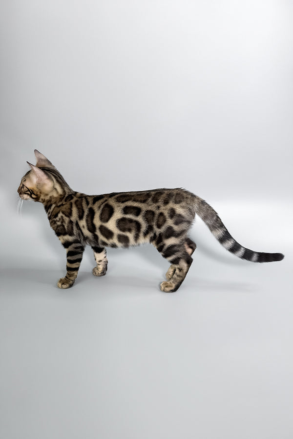 Henry | Bengal Kitten