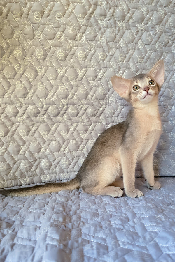 Henry | Abyssinian Kitten