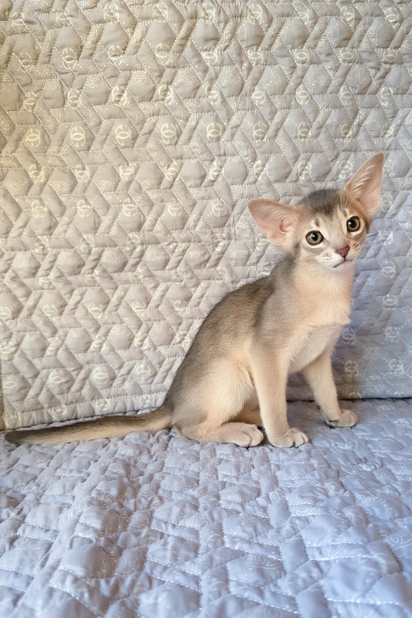 Henry | Abyssinian Kitten