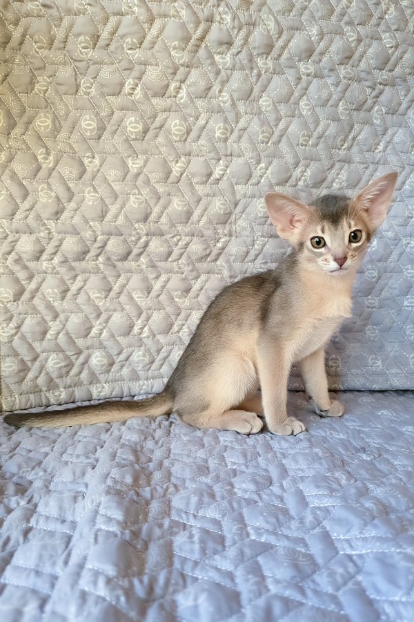 Henry | Abyssinian Kitten