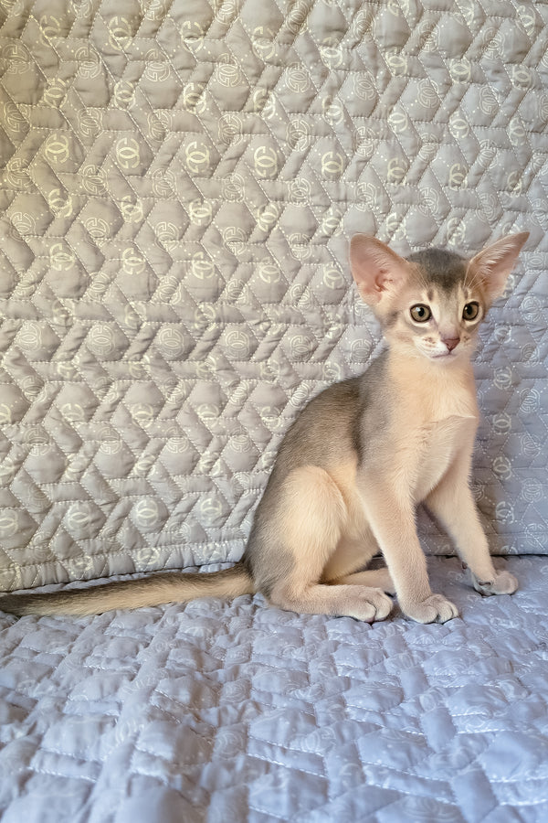 Henry | Abyssinian Kitten
