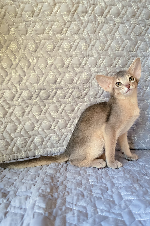 Henry | Abyssinian Kitten