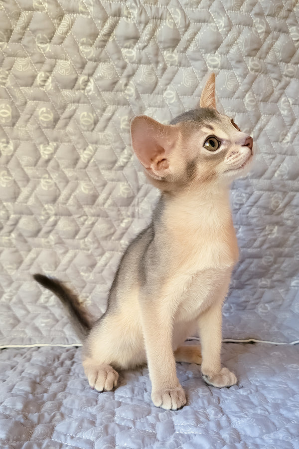 Henry | Abyssinian Kitten