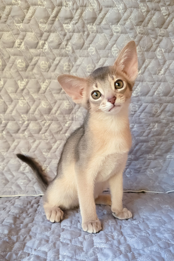 Henry | Abyssinian Kitten