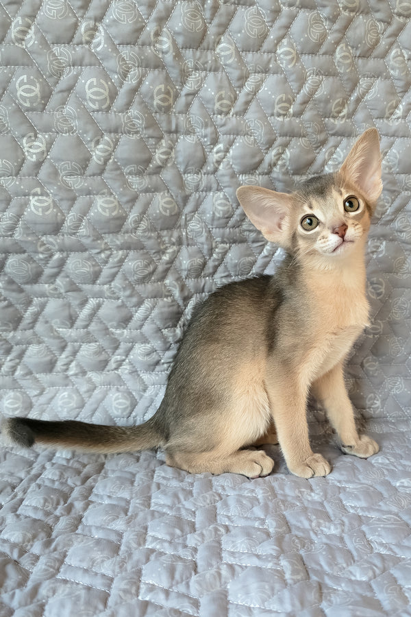 Henry | Abyssinian Kitten