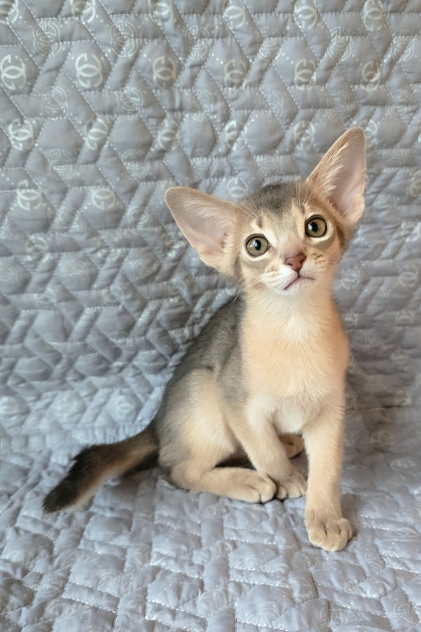 Henry | Abyssinian Kitten
